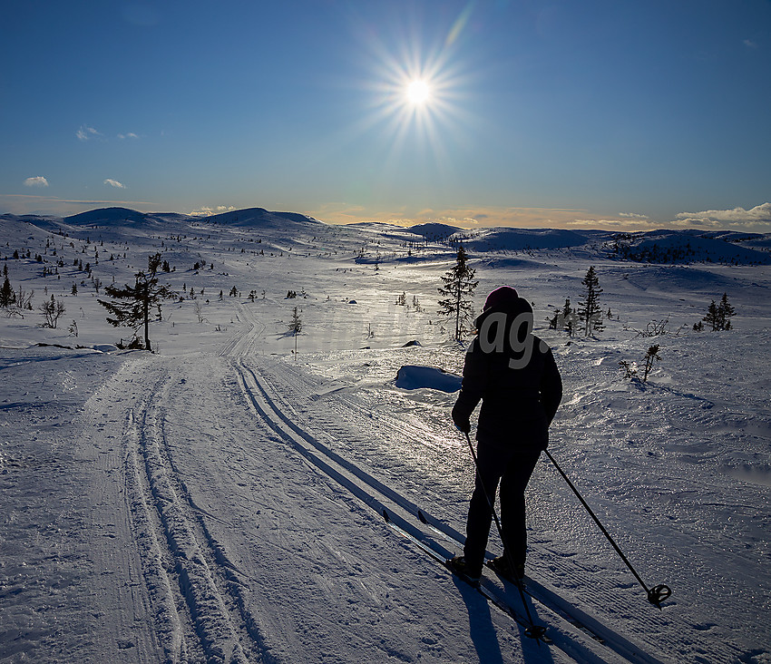 Skiløper i løypenettet til Hedalen Løypelag. Surtind i bakgrunnen.