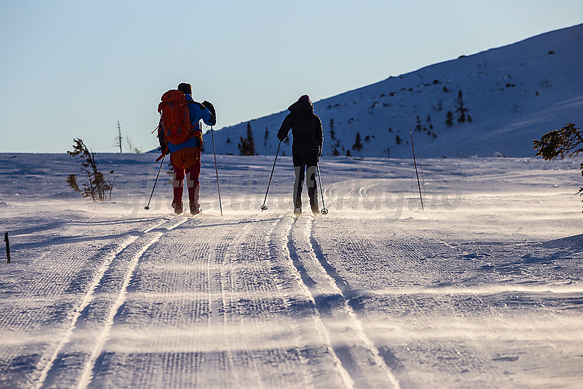 Skiløpere i vindfulle skiløyper i løypenettet til Hedalen Løypelag.