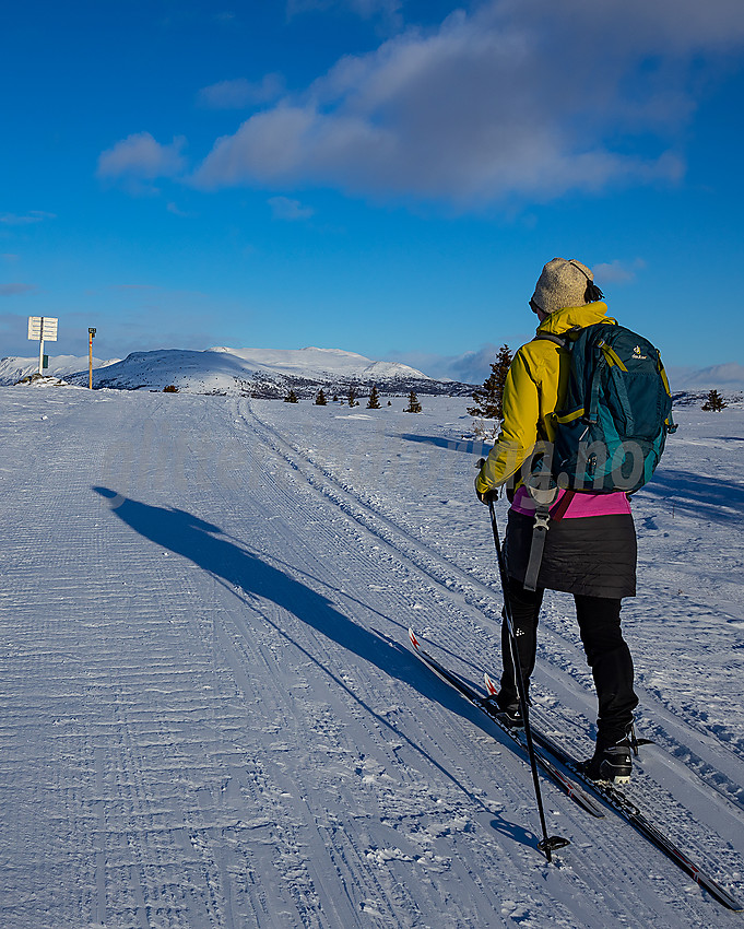 Nesten på toppen av Revulen, i løypenettet til Stølsvidda løypelag.