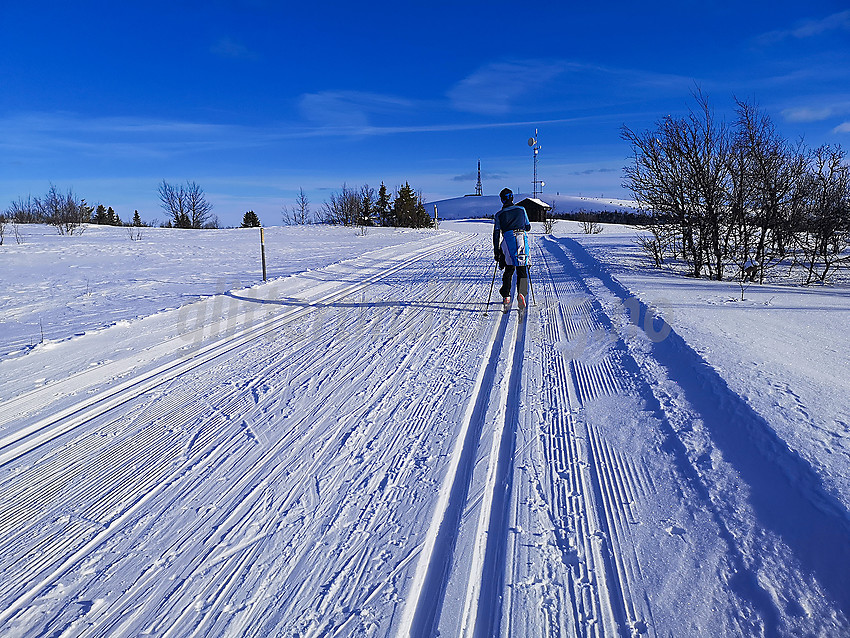 Skiløper i Vasetløypene. Ålfjell i bakgrunnen.