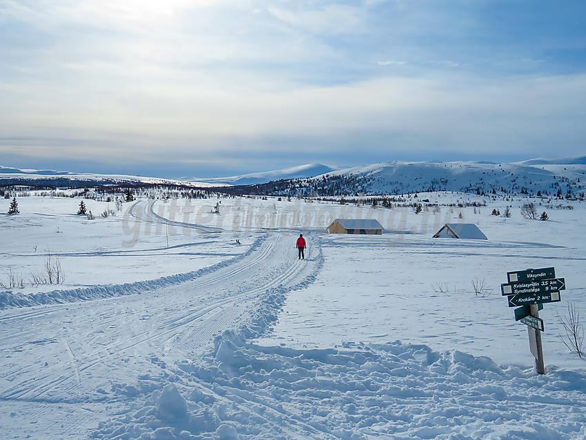 Skiløpere ved Viksyndin i Vestfjelløypene.