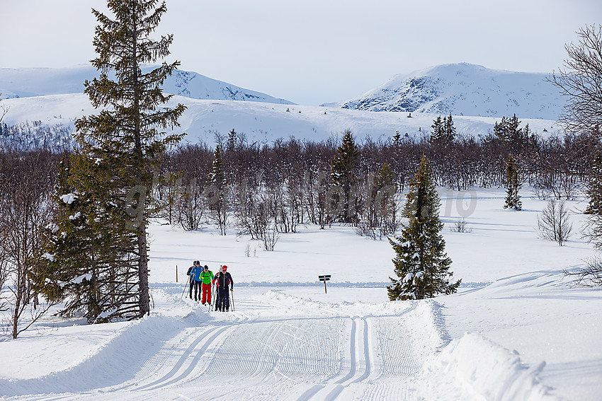 Skiløpere i løypenettet til Vestfjelløypene.