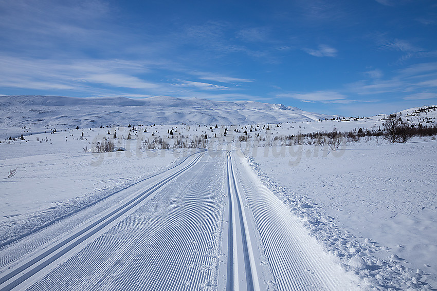 I løypenettet til Vestfjelløypene med Gilafjellet i bakgrunnen.