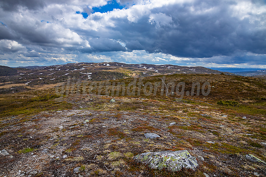 På Hollastølsfjellet med Bjødalsfjellet i bakgrunnen.