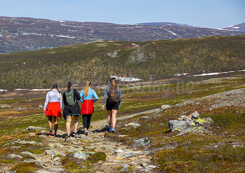 Fjellvandrere på Knausehøgdryggen ved Beitostølen.