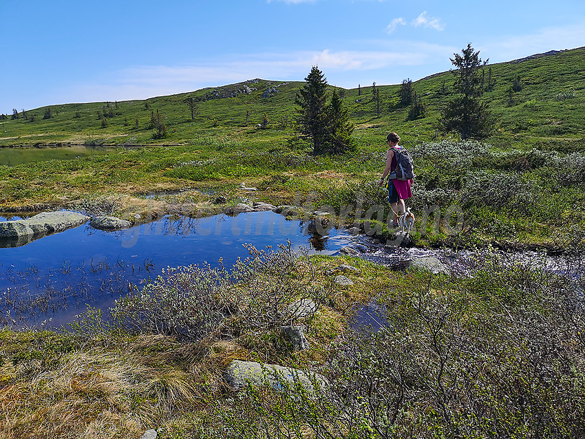 Ved utløpet av Dansartjerne på Rauddalsfjellet.