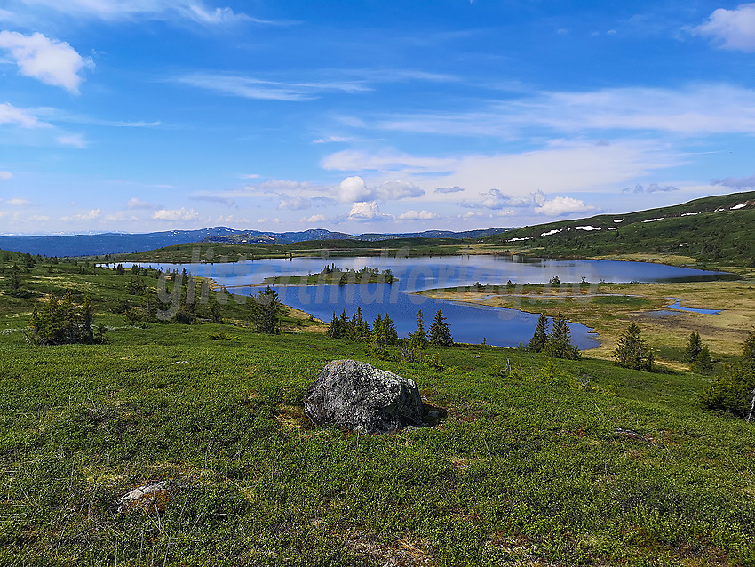 Dansartjerne øst for Rauddalsfjellet.