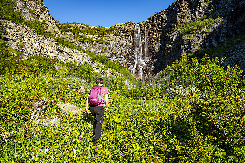 På vei inn mot Kalvedalsfossen en sommermorgen.