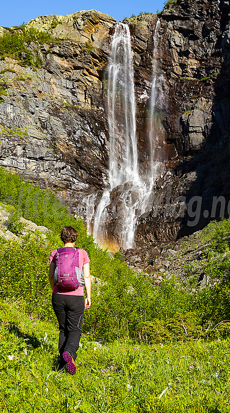 På vei inn mot Kalvedalsfossen en sommermorgen.