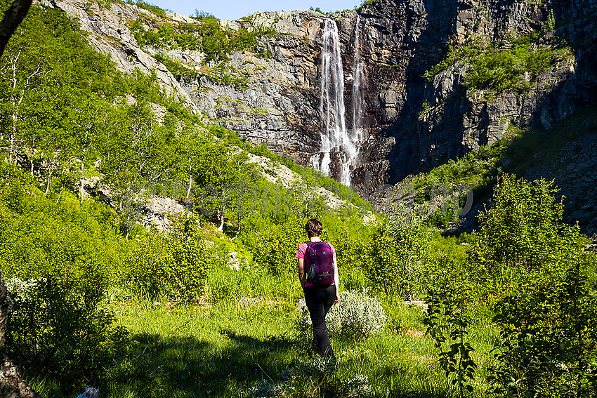 På vei inn mot Kalvedalsfossen en sommermorgen.