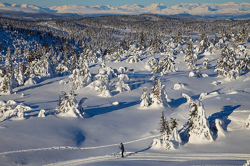 Løypenettet til Makalaus løypelag, like ovenfor Stavadalen alpinsenter.