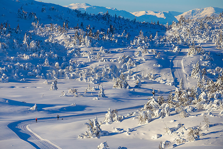 Løypenettet til Makalaus løypelag, like ovenfor Stavadalen alpinsenter.