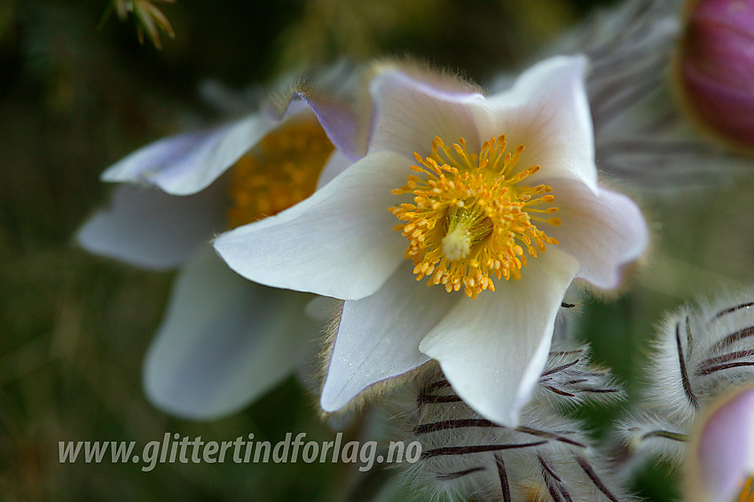 Mogop (Pulsatilla vernalis) ved bredden av Gjende en maidag.