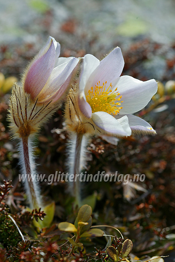 Mogop (Pulsatilla vernalis) ved bredden av Gjende en maidag.