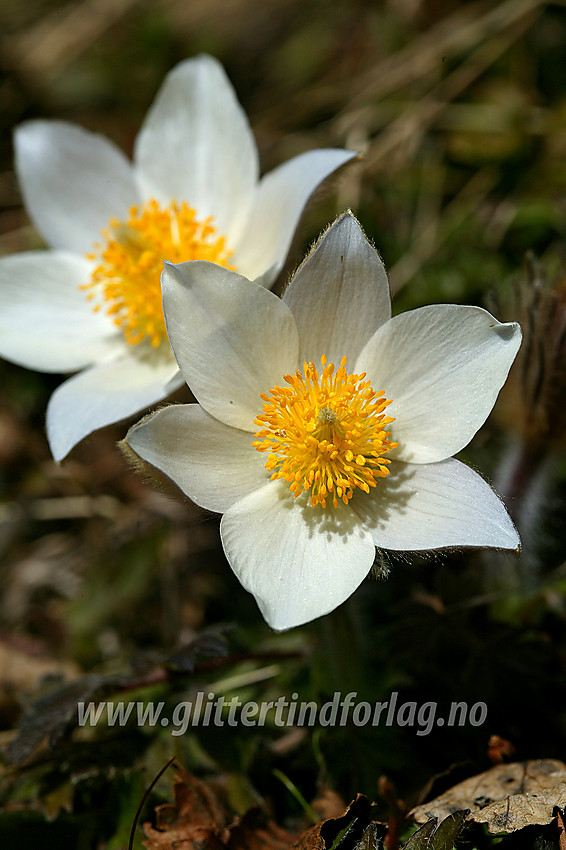 Mogop (Pulsatilla vernalis) ved bredden av Gjende en maidag.