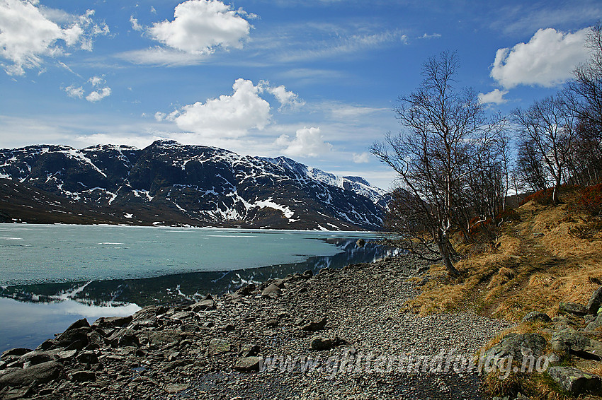 Ved Gjendebredden en maidag med Knutshøe (1517 moh) i bakgrunnen. Til høyre i bildet ses stien mot Memurubu.