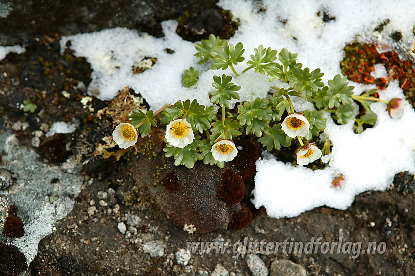 Issoleie (Ranunculus glacialis) like ved Midtre Skarvflytinden en julidag.