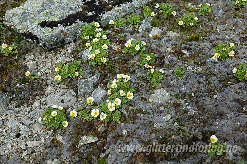 Issoleier (Ranunculus glacialis) ved Slettmarkpiggen.