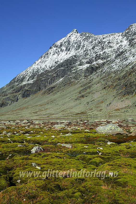 Store Knutsholstinden (2341 moh) ruver godt når man er i Svartdalen. Her er toppen sett sørfra.