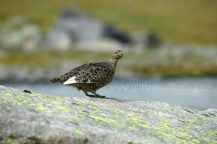 Fjellrype (Lagopus muta) i Leirungsdalen.