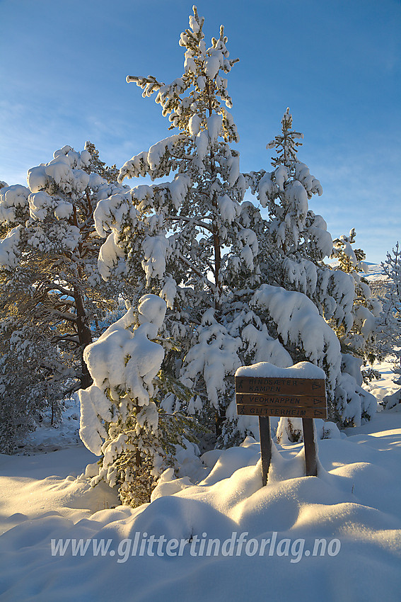 Vinterskog i Sjodalen like ved Hindsæter.