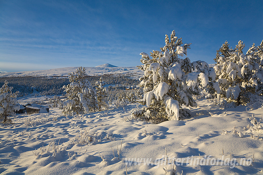 Vinterskog i Sjodalen. Bildet er tatt like ovenfor Hindsæter, og i bakgrunnen drar man kjensel på Russli-Rundhøe (1831 moh).