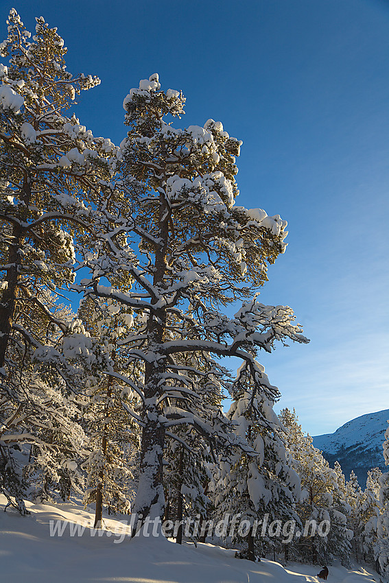 Vinterkledd furuskog i Sjodalen like ved Hindsæter.