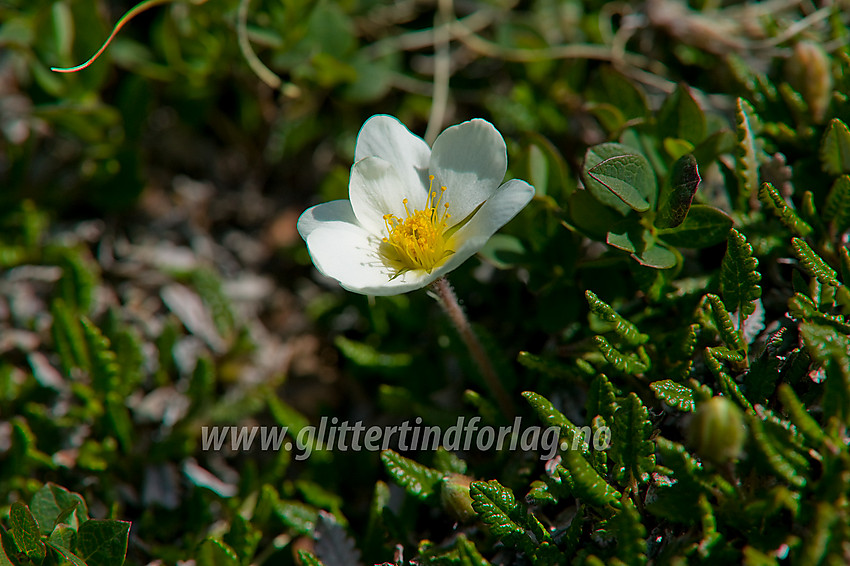 Reinrose (Dryas octopetala) ved stien over Raudhamran. 