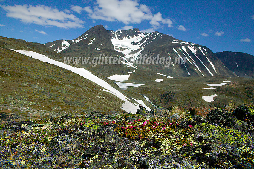 Greplyng (Loiseleuria procumbens) foran Surtningssumassivet, sett fra stien mot Surtningssue over Raudhamran.