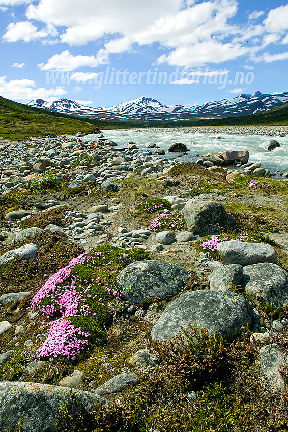 På en liten øy i Muru på breelvsletta elva danner ca. midtveis opp i Memurudalen. Fjellsmellen (Silene acaulis) er vanlig i Jotunheimen, men så nydelige, store og tette tuer som her er svært sjeldne å finne. 