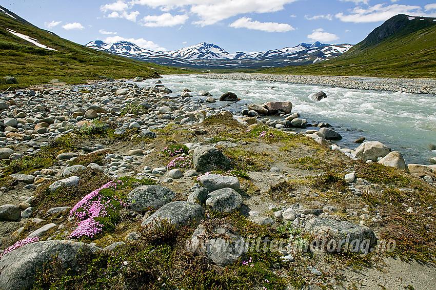 På en liten øy i Muru på breelvsletta elva danner ca. midtveis opp i Memurudalen. Fjellsmellen (Silene acaulis) er vanlig i Jotunheimen, men så nydelige, store og tette tuer som her er svært sjeldne å finne. 