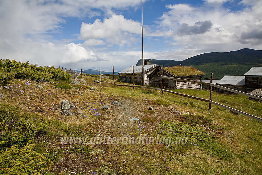 Veolie ligger idyllisk til ovenfor Sjodalen, ved inngangen til Veodalen. Blåklokkene trives på setervollene.