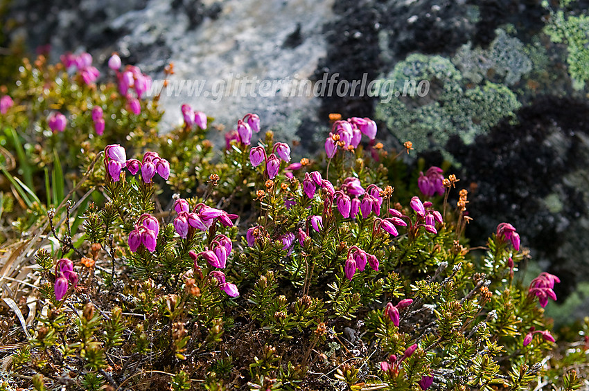 Blålyng (Phyllodoce caerulea) i Veslglupen.