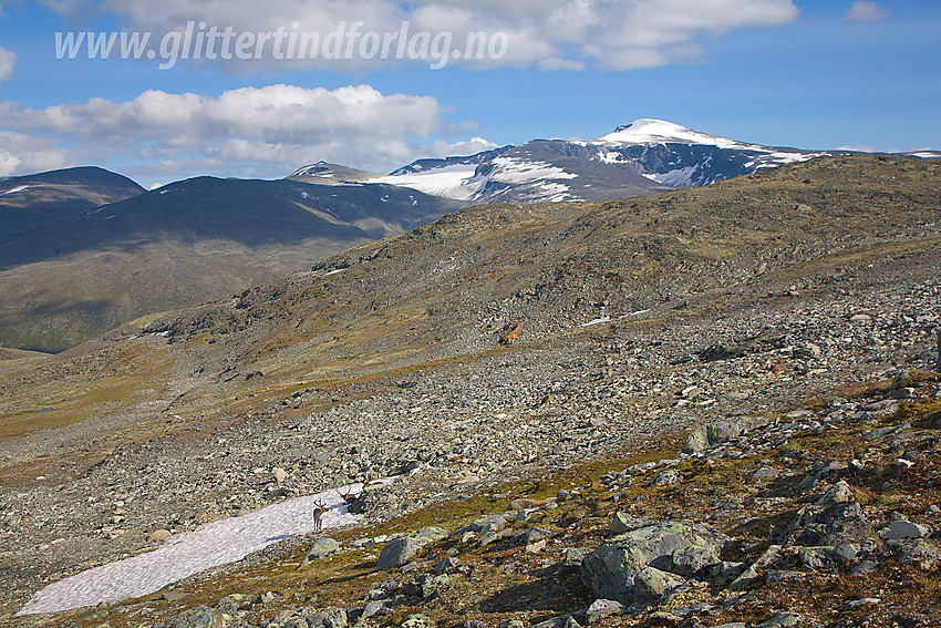 På ruta mellom Juvasshytta og Raubergstulen. Reinsdyr søker til snøflakene for avkjøling. Glittertinden ruver i bakgrunnen. 