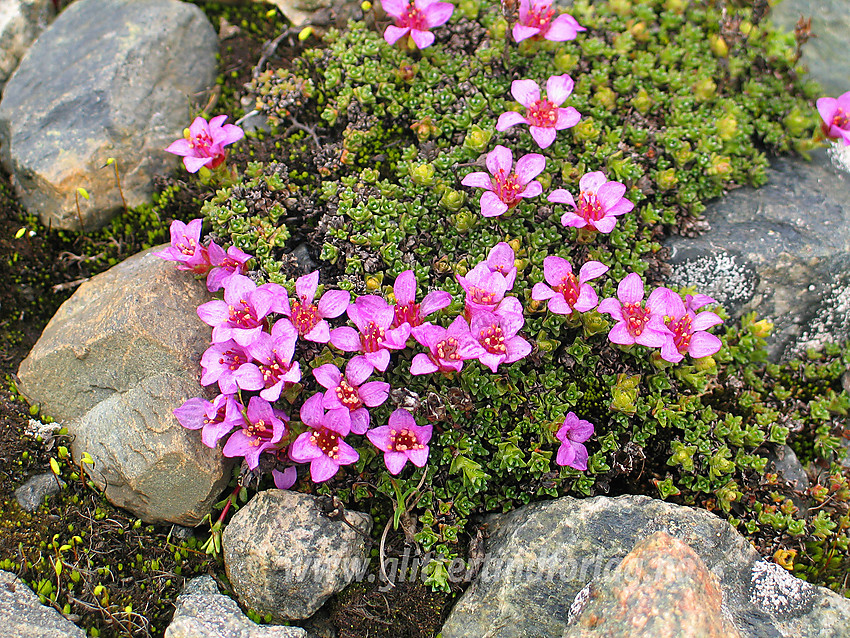 Rødsildre (Saxifraga oppositifolia) i Leirdalen.