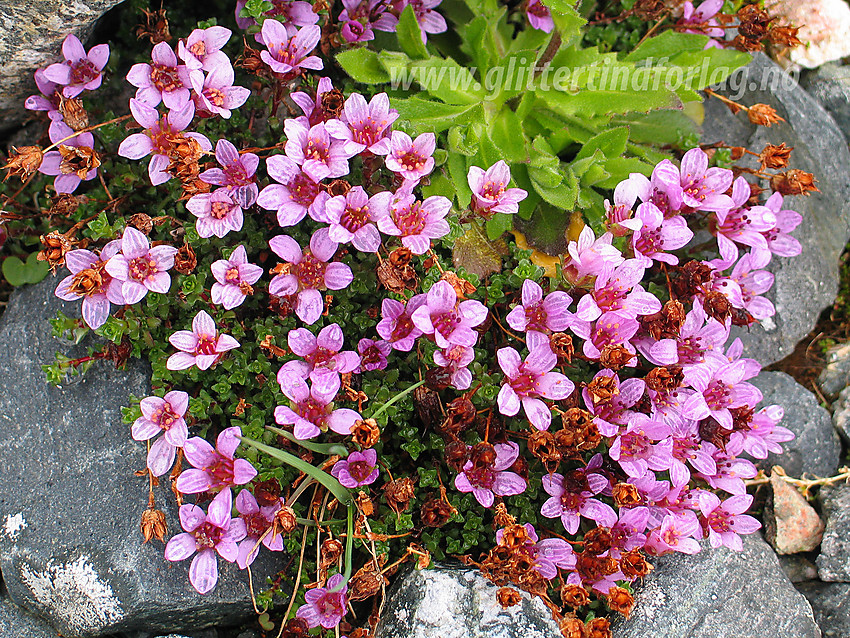 Rødsildre (Saxifraga oppositifolia) i Leirdalen.