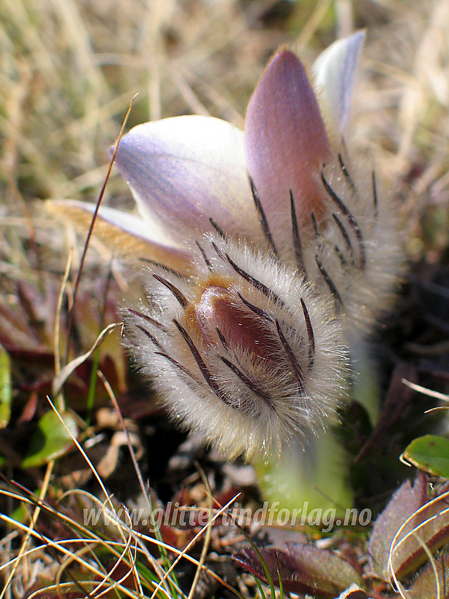 Mogop (Pulsatilla vernalis) ved Hulderstigen i Sjodalen.