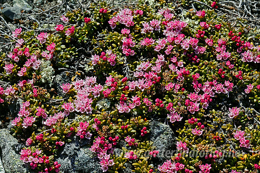 Greplyng (Loiseleuria procumbens) er tidlig ute med blomstringen. Her på vei mot Bitihorn (1607 moh).