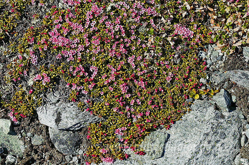 Greplyng (Loiseleuria procumbens) er tidlig ute med blomstringen. Her på vei mot Bitihorn (1607 moh).