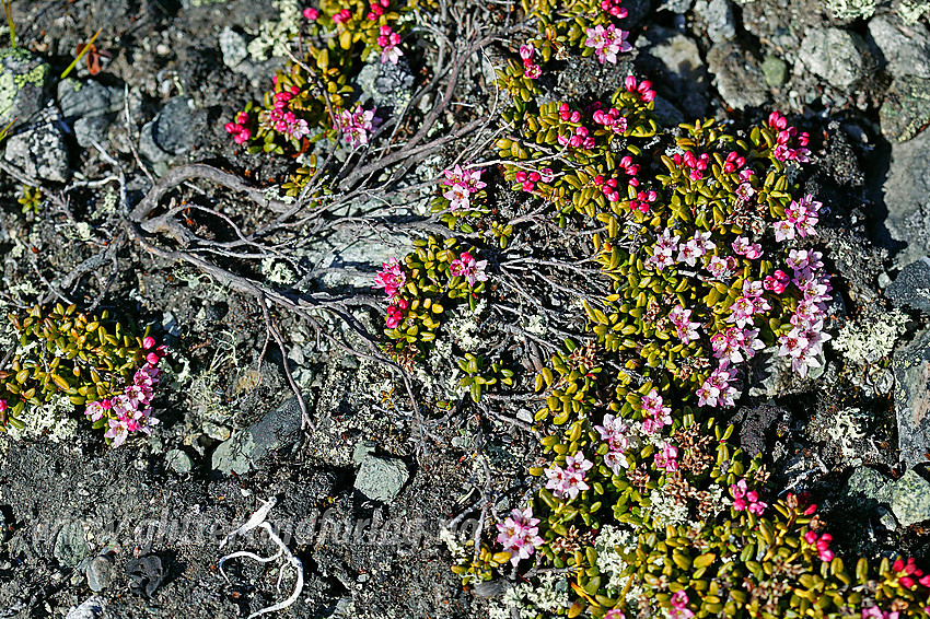 Greplyng (Loiseleuria procumbens) er tidlig ute med blomstringen. Her på vei mot Bitihorn (1607 moh). Man kan se tydelig hvordan busken presser seg mot bakken og vokser i lengden i stedenfor i høyden, for å utnytte varmen i bakken på en best mulig måte.