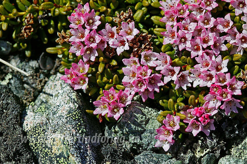 Greplyng (Loiseleuria procumbens) er tidlig ute med blomstringen. Her på vei mot Bitihorn (1607 moh). 