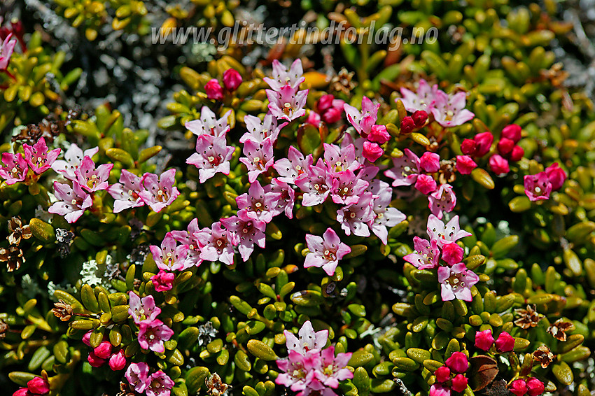 Greplyng (Loiseleuria procumbens) er tidlig ute med blomstringen. Her på vei mot Bitihorn (1607 moh). 