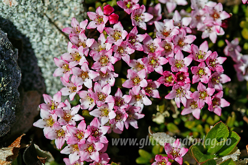 Greplyng (Loiseleuria procumbens) er tidlig ute med blomstringen. Her på vei mot Bitihorn (1607 moh). 