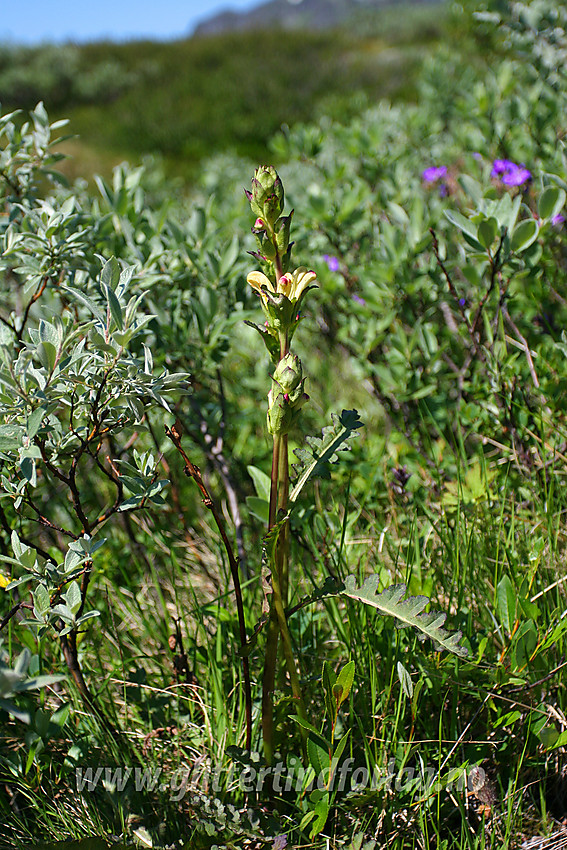 Kongsspir (Pedicularis sceptrum-carolinum) i lia ovenfor Torfinnsbu.