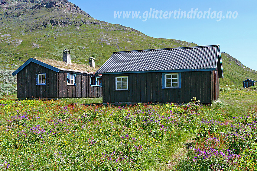 Sommerblomstereng ved Torfinnsbu når man nærmer seg hytta vestfra.