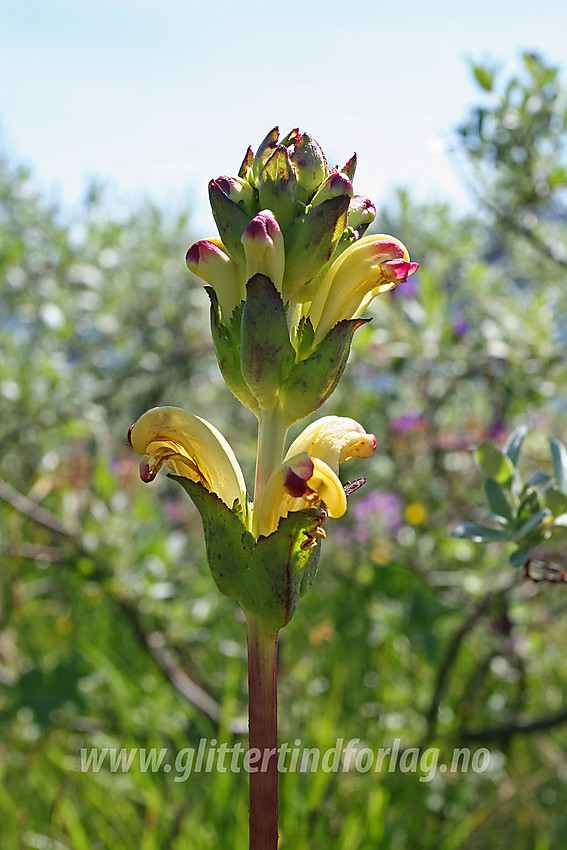 Kongsspir (Pedicularis sceptrum-carolinum) i lia ovenfor Torfinnsbu.