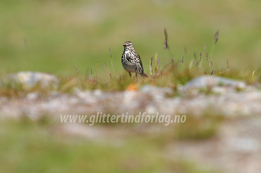 Heipiplerka (Anthus pratensis) trives på åpen fjellhei som her i Torfinnsdalen.