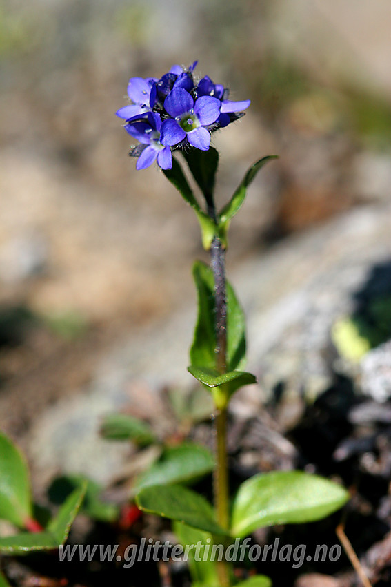 Fjellveronika (Veronica alpina) i Torfinnsdalen.