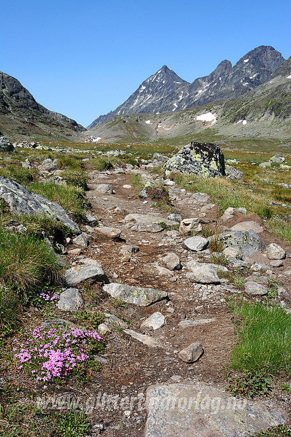 Stien mot Gjendebu gjennom Torfinnsdalen. Store Knutsholstinden (2341 moh.) stikker markant opp i bakgrunnen.