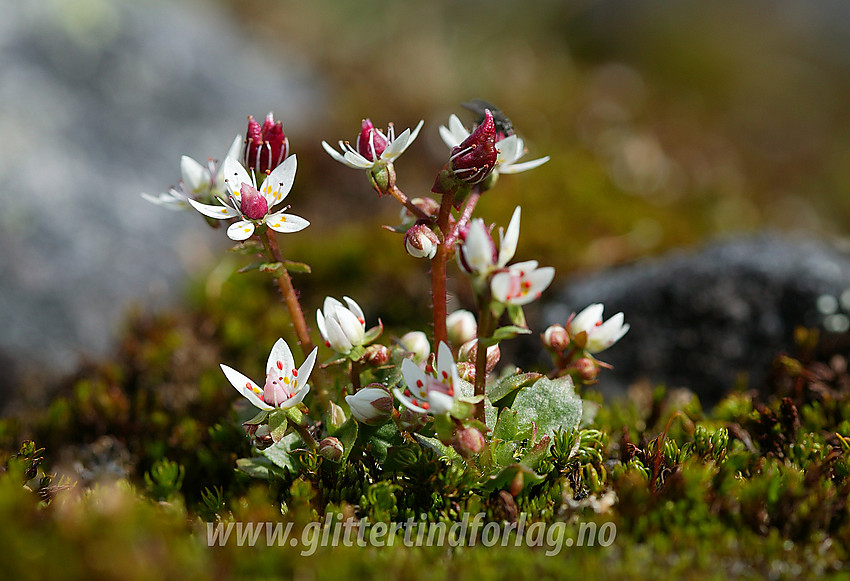 Stjernesildre (Saxifraga stellaris) i Langedalen.